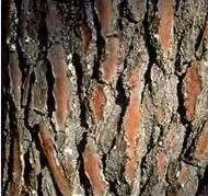 Maritime pine bark, source of Pycnogenol